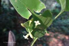 Octotropis travancorica